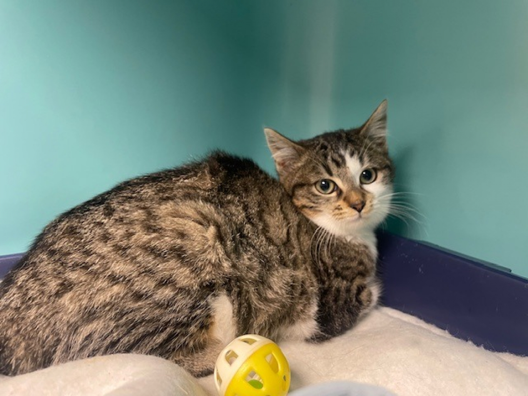 Photo #2 de Froufrou