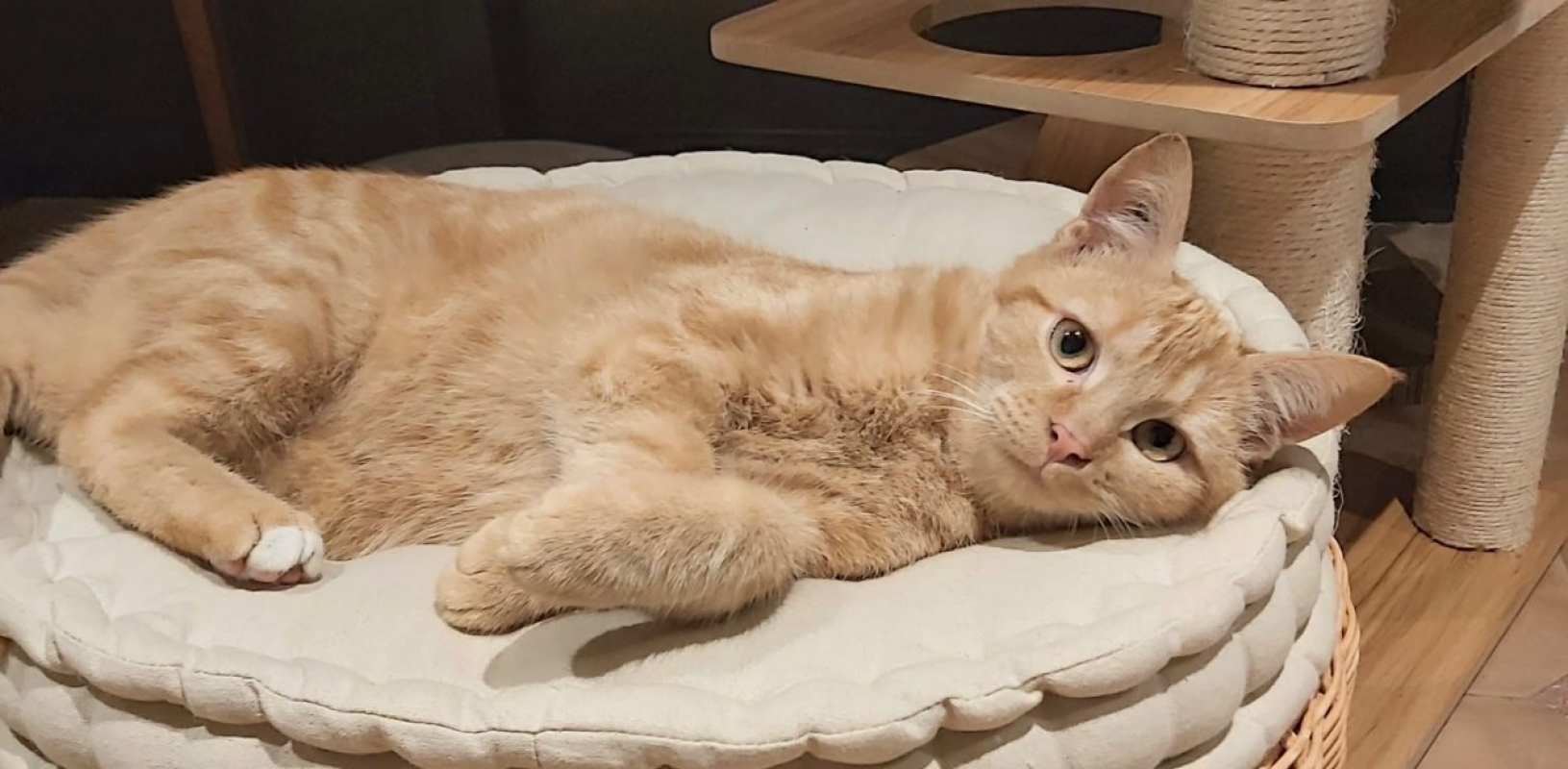 Photo #1 de Timy réservé