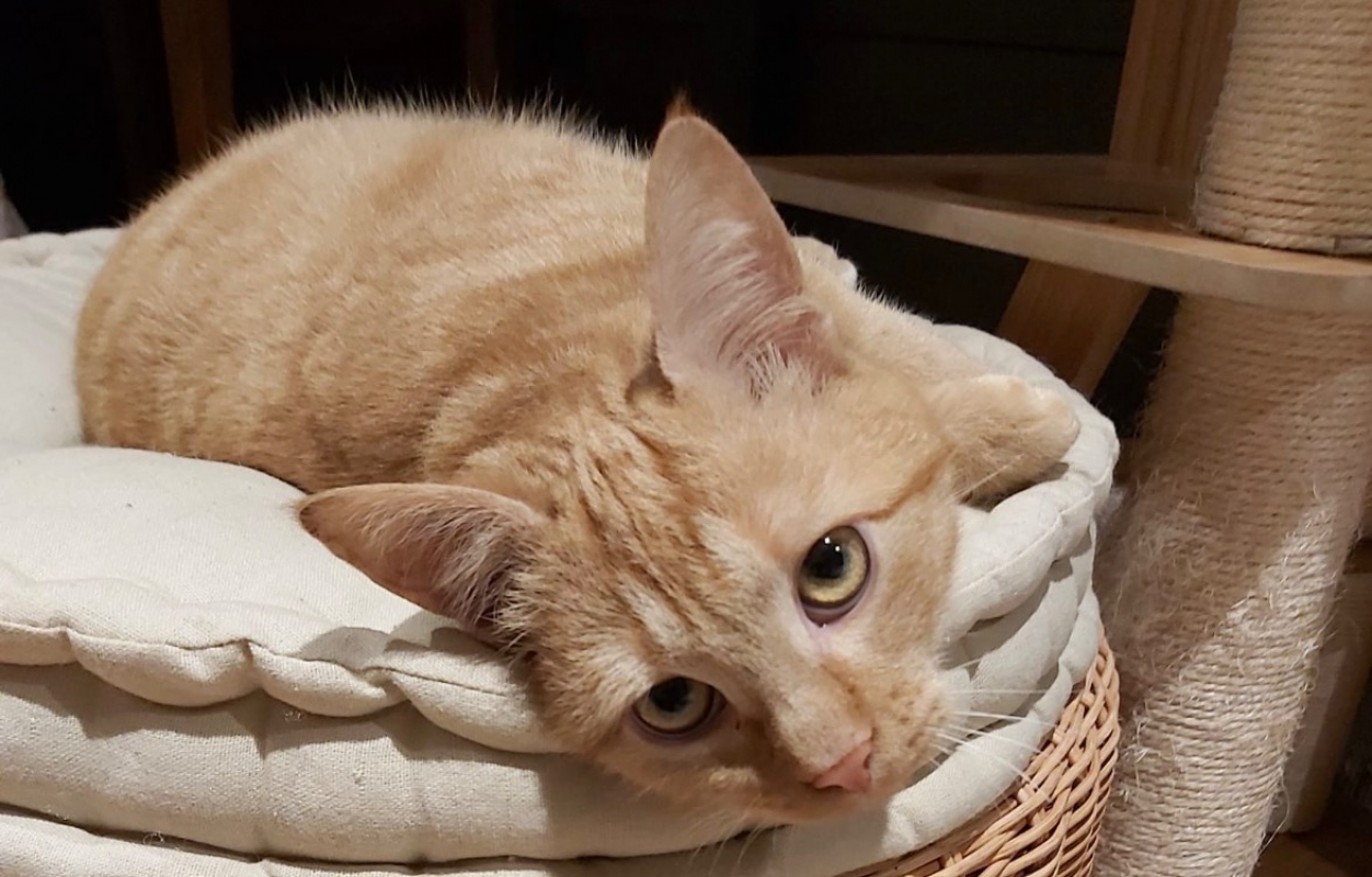 Photo #2 de Timy réservé