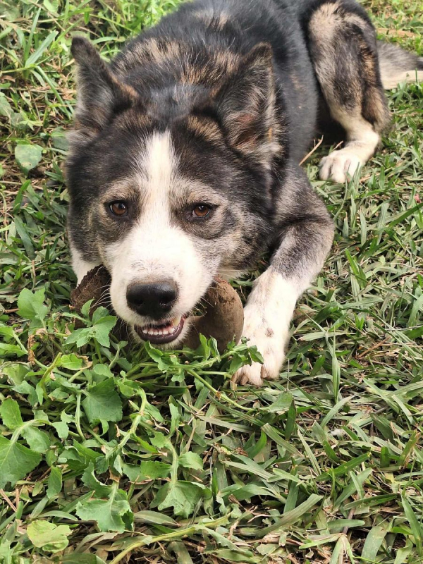 Photo #3 de SHADOW