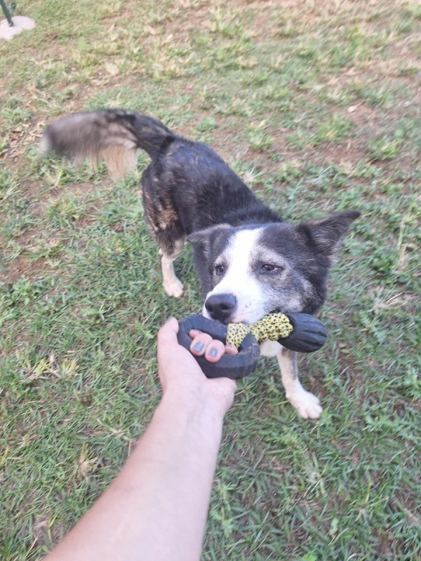 Photo #5 de SHADOW