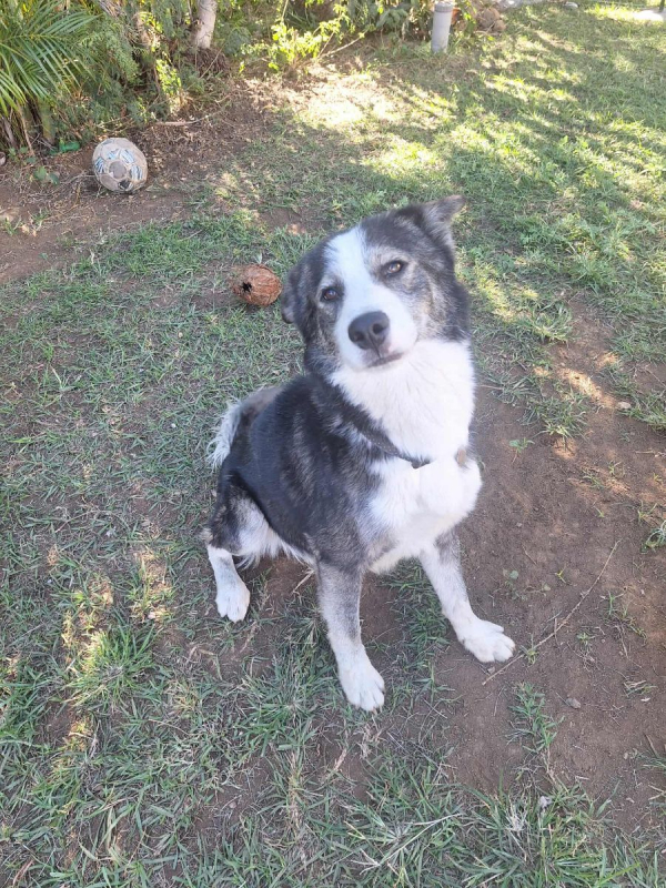 Photo #7 de SHADOW