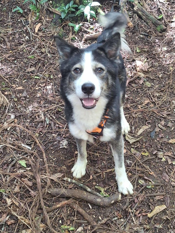 Photo #9 de SHADOW