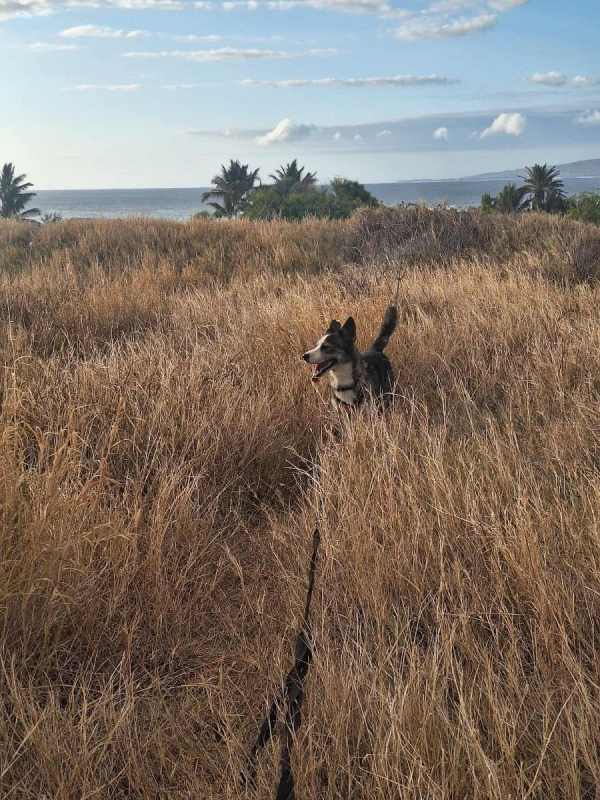 Photo #9 de SHADOW