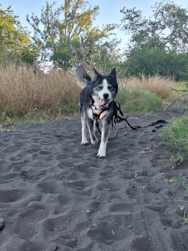 Photo #12 de SHADOW
