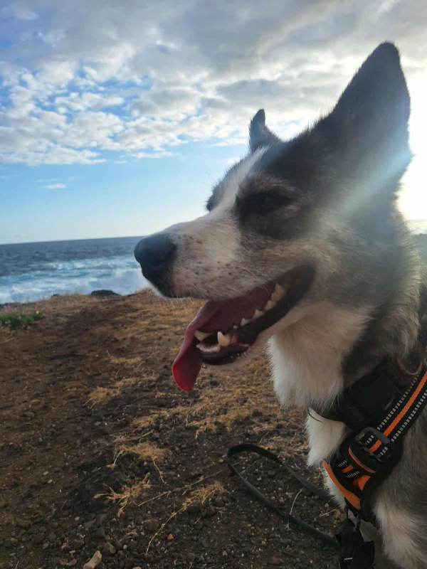 Photo #13 de SHADOW