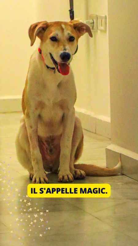 Photo #1 de Magic