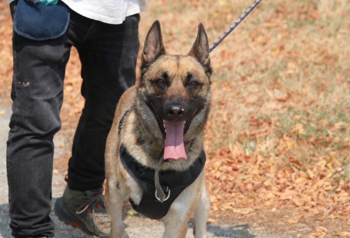Hatchi - Chien Berger Belge Malinois à adopter