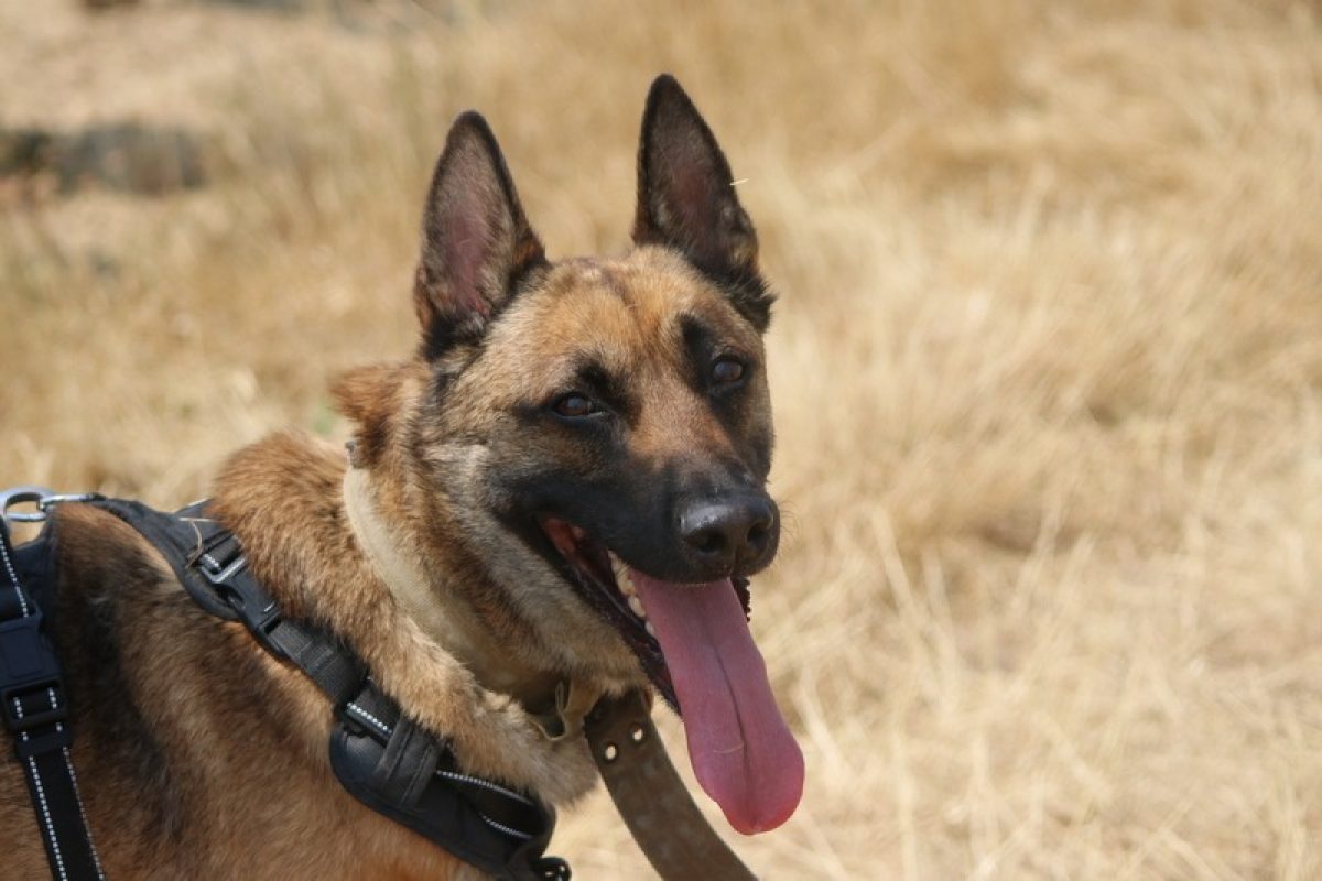 Hatchi - Chien Berger Belge Malinois à adopter - photo 2