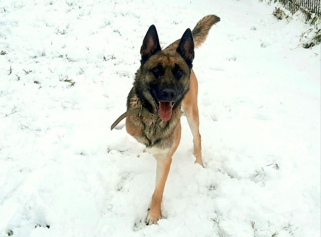 Hatchi - Chien Berger Belge Malinois à adopter - photo 3