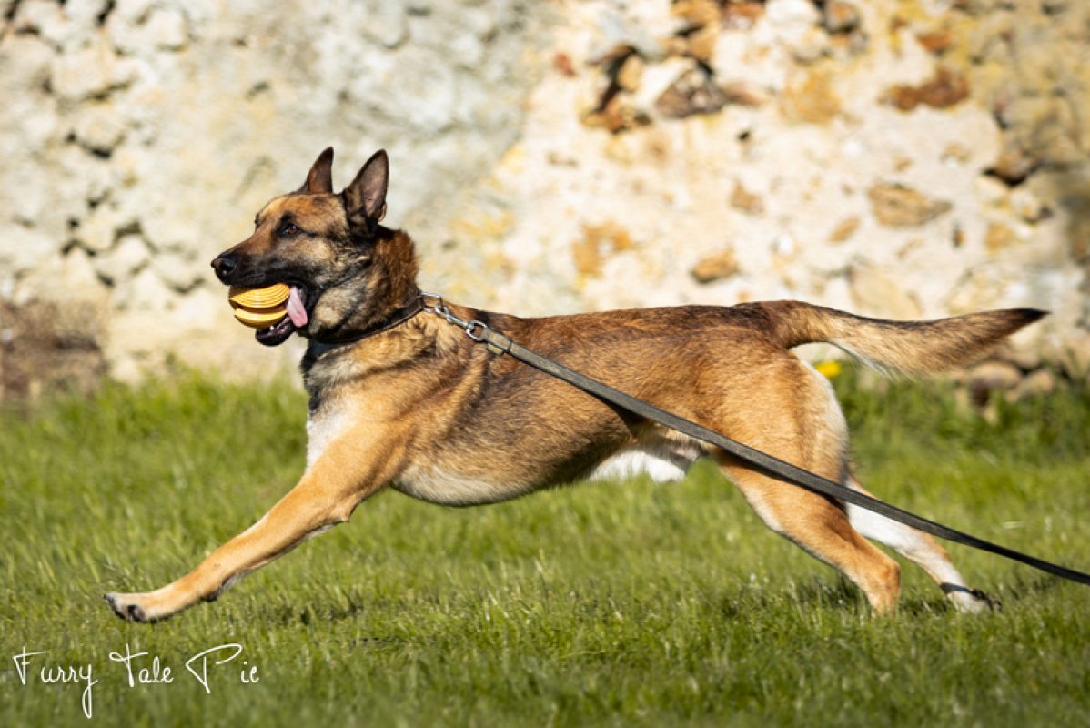 Hatchi - Chien Berger Belge Malinois à adopter - photo 4