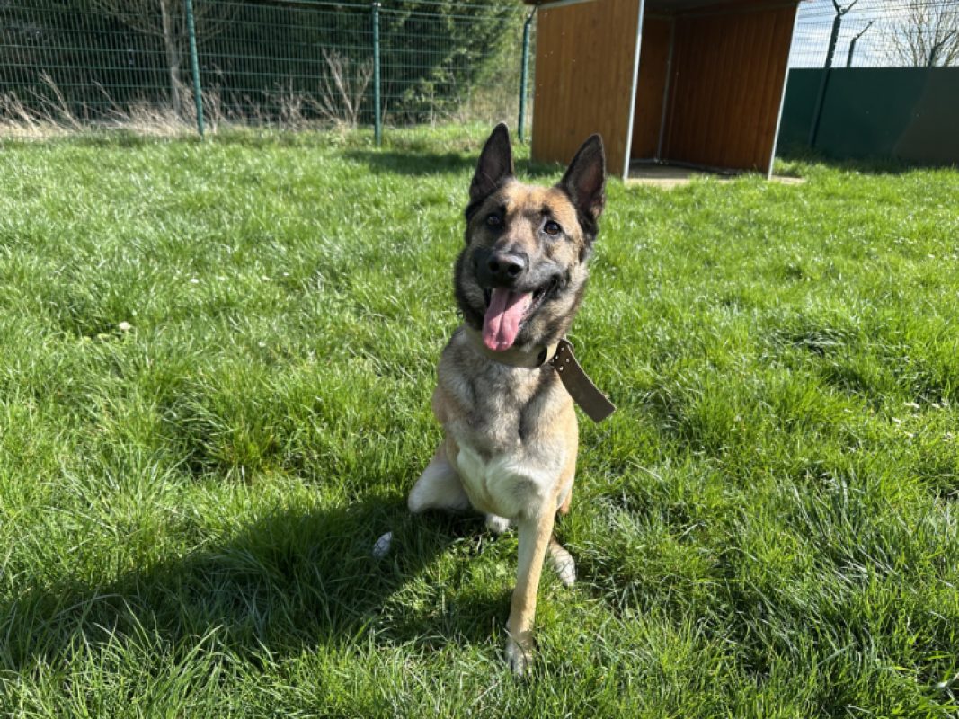 Hatchi - Chien Berger Belge Malinois à adopter - photo 5