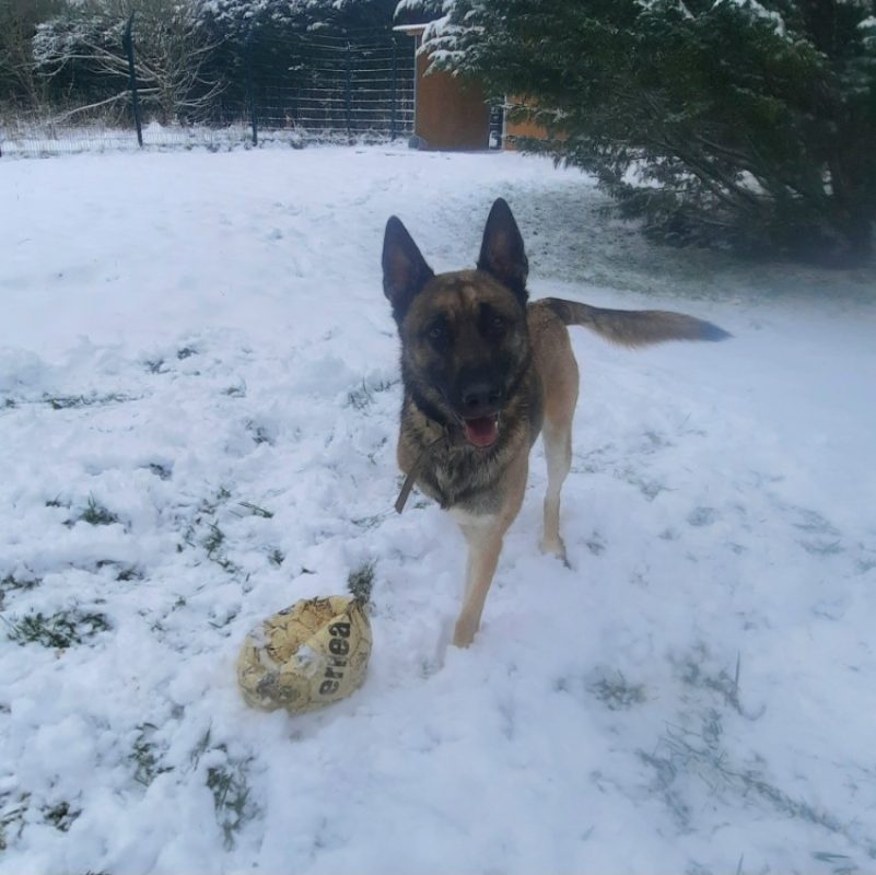 Hatchi - Chien Berger Belge Malinois à adopter - photo 6