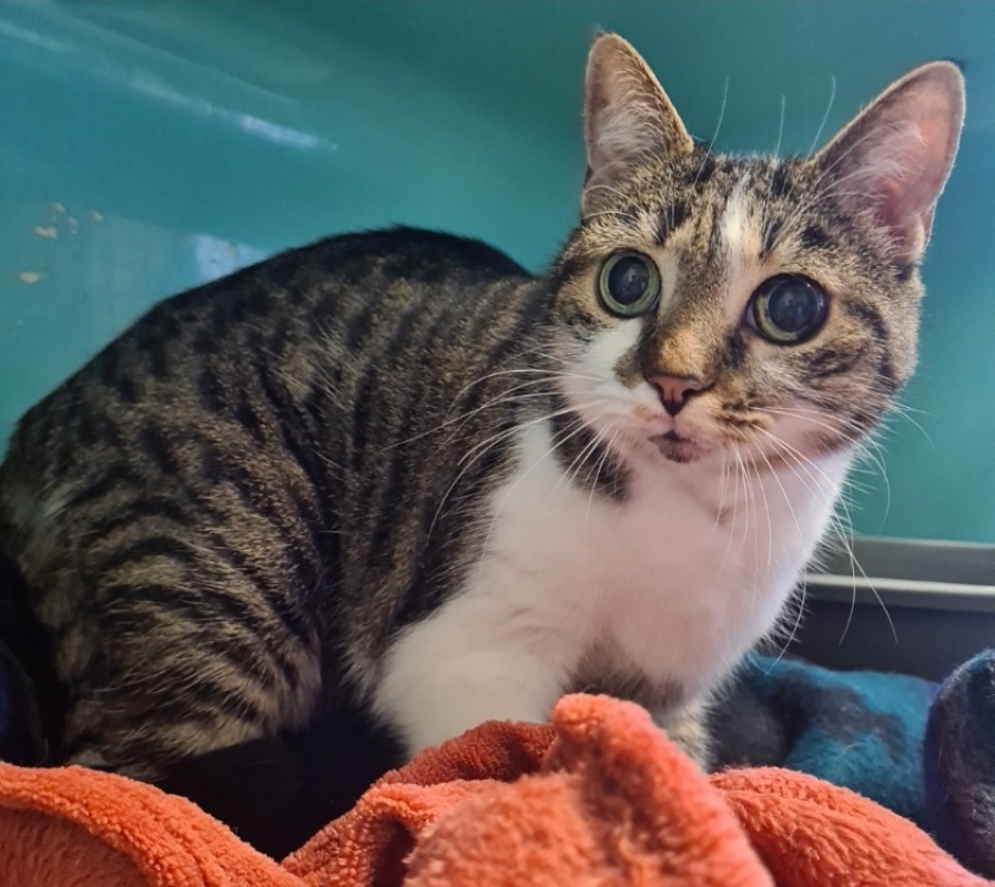 Photo de Perle reservé