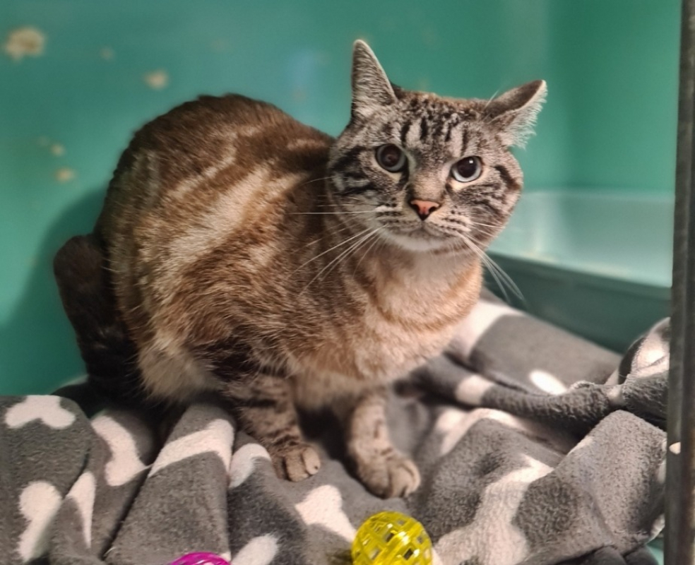 Photo #2 de Snow réservé