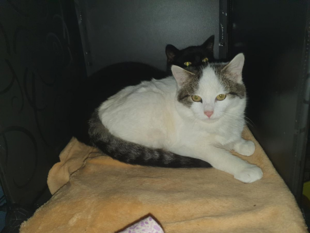 Photo #2 de DAGOBERT