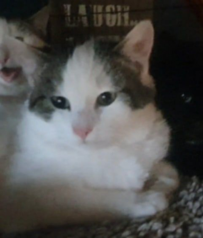 Photo #3 de DAGOBERT