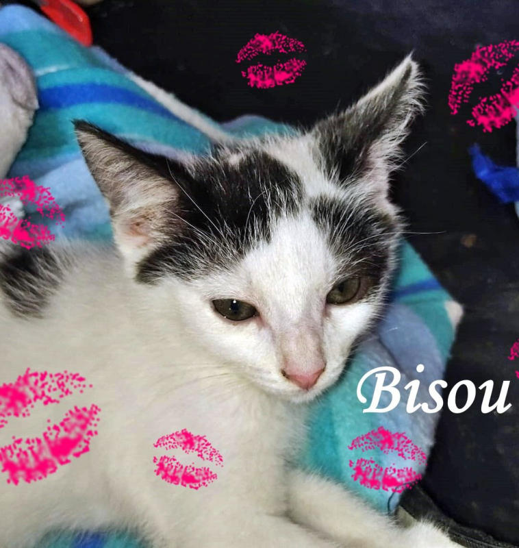 Photo #3 de Bisou