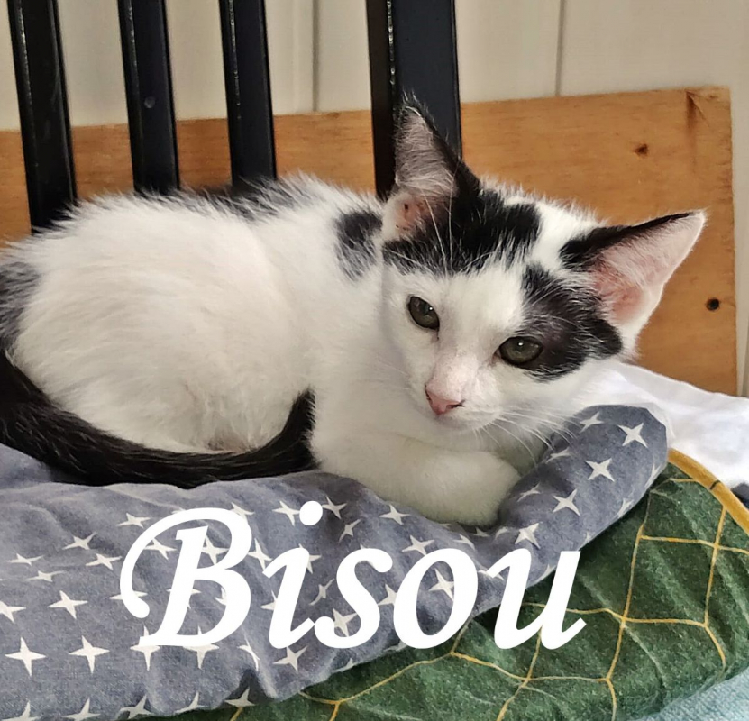 Photo #5 de Bisou