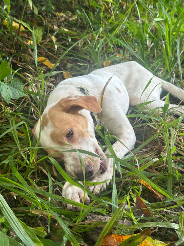 Photo #5 de Encorune