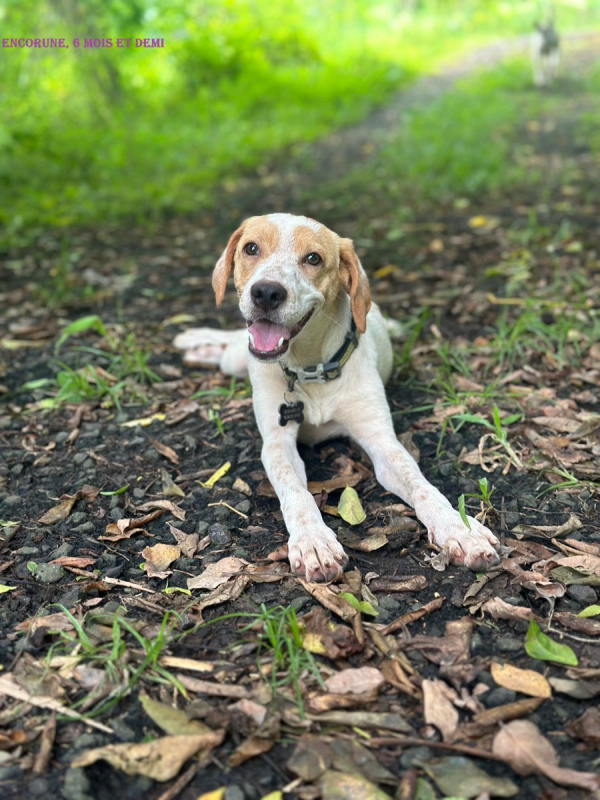 Photo #1 de Encorune