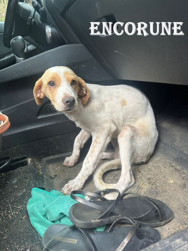 Photo #2 de Encorune