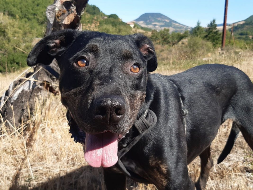 Nash - Chien à adopter