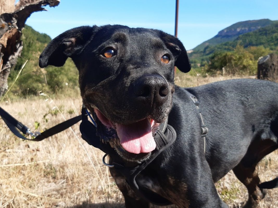 Nash - Chien à adopter - photo 2