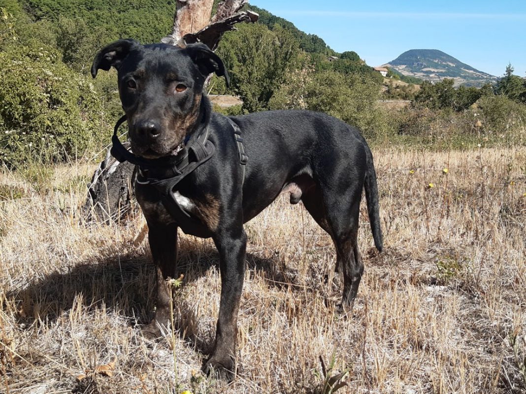 Nash - Chien à adopter - photo 3