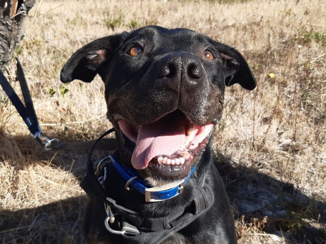 Nash - Chien à adopter - photo 4