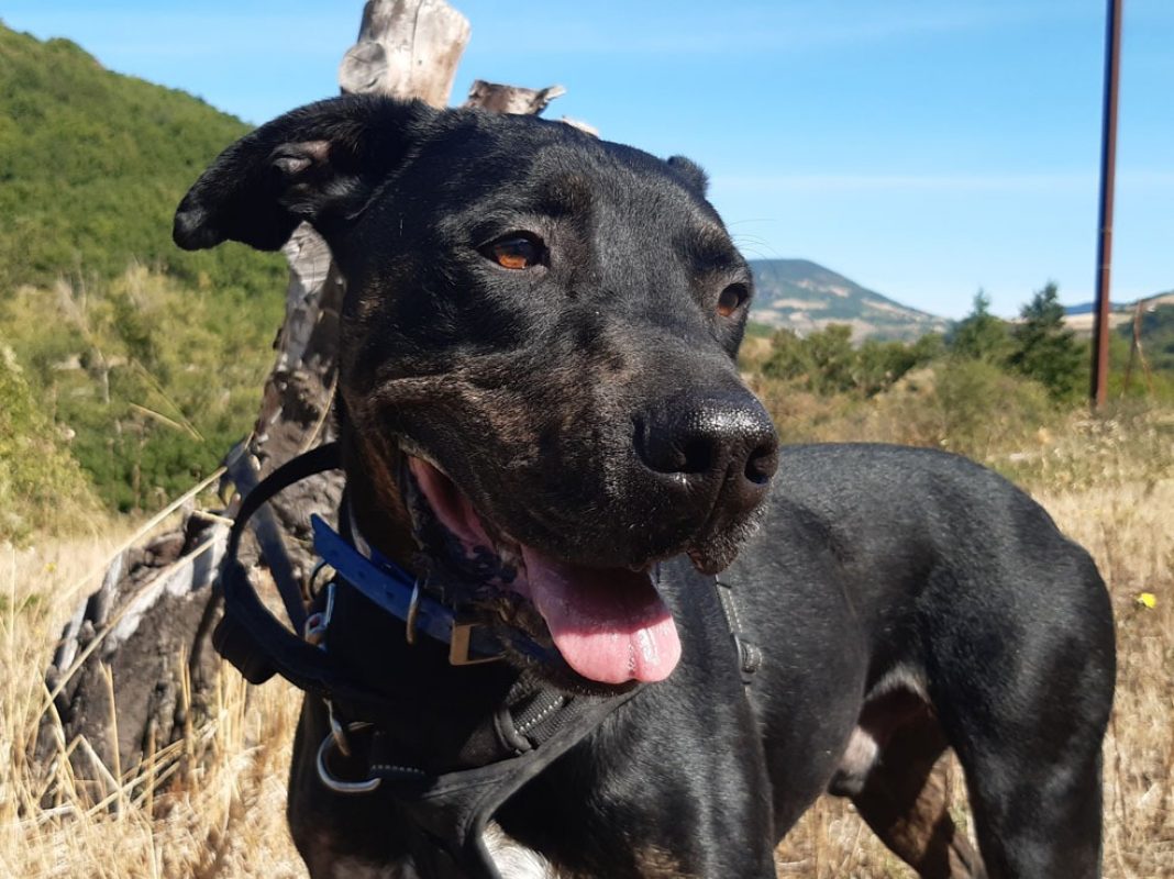 Nash - Chien à adopter - photo 5