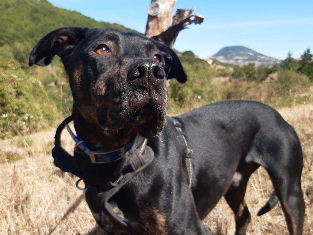 Nash - Chien à adopter - photo 6