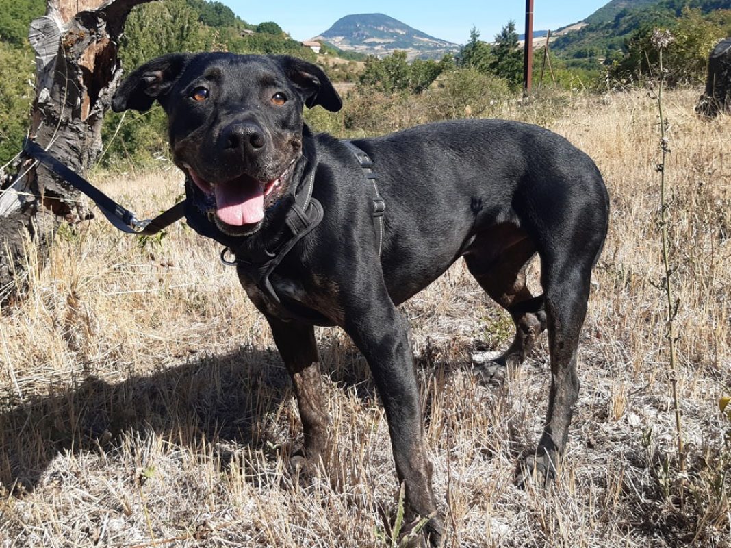 Nash - Chien à adopter - photo 7