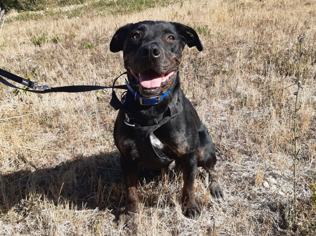 Nash - Chien à adopter - photo 8
