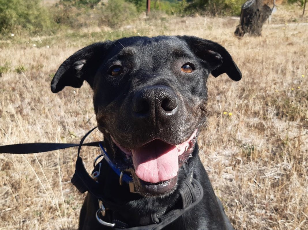 Nash - Chien à adopter - photo 9