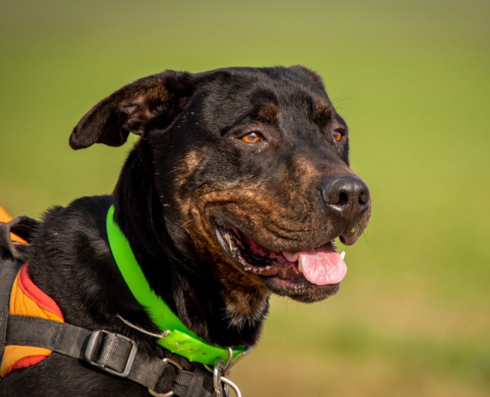 Nash - Chien à adopter - photo 10