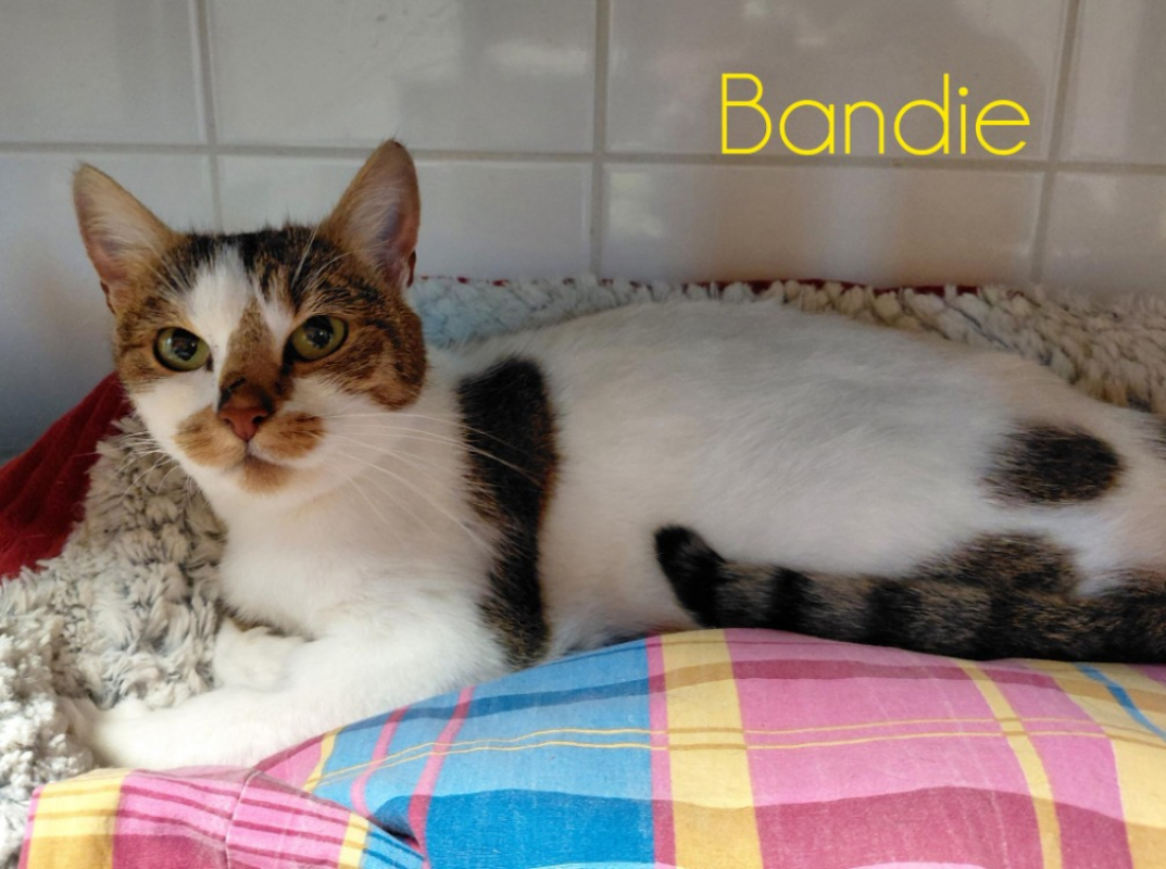 Photo #1 de Bandie