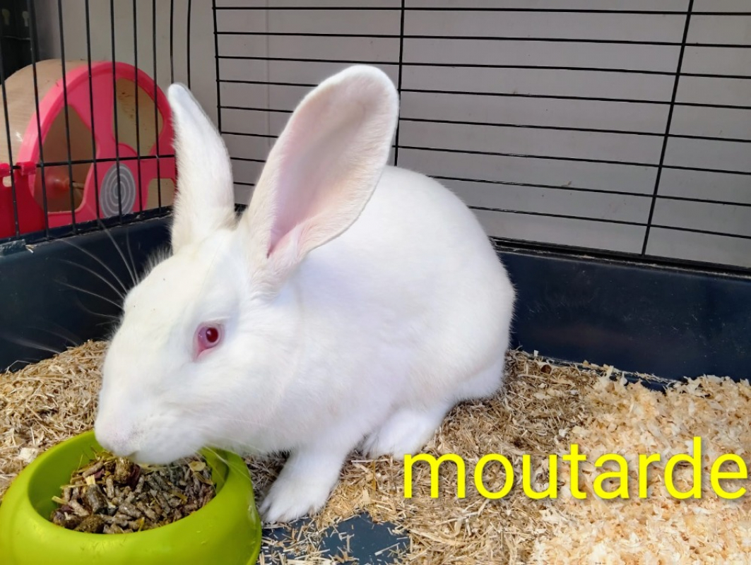 Photo de Moutarde
