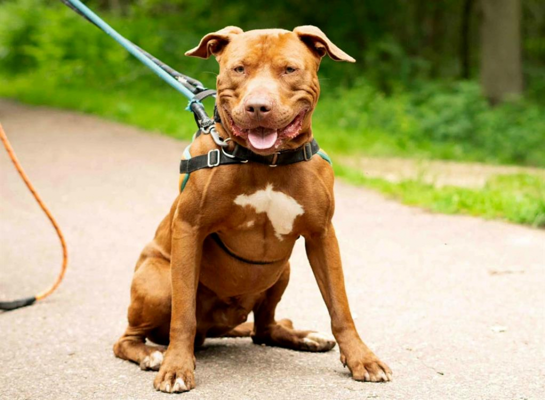 PÉpin - Chien à adopter
