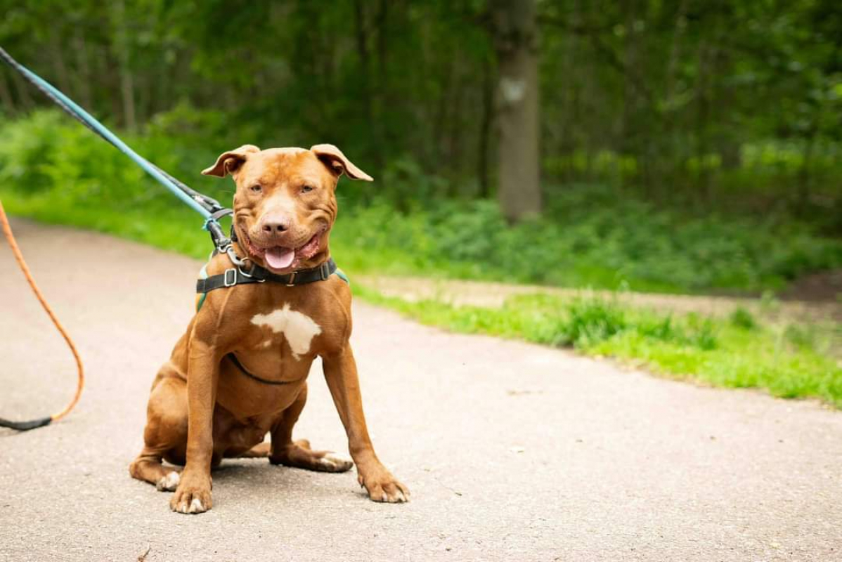 PÉpin - Chien à adopter - photo 2