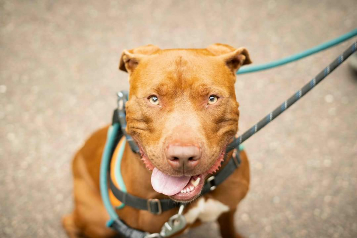 PÉpin - Chien à adopter - photo 3