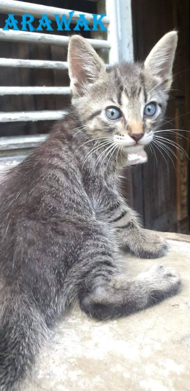 Photo #1 de arawak