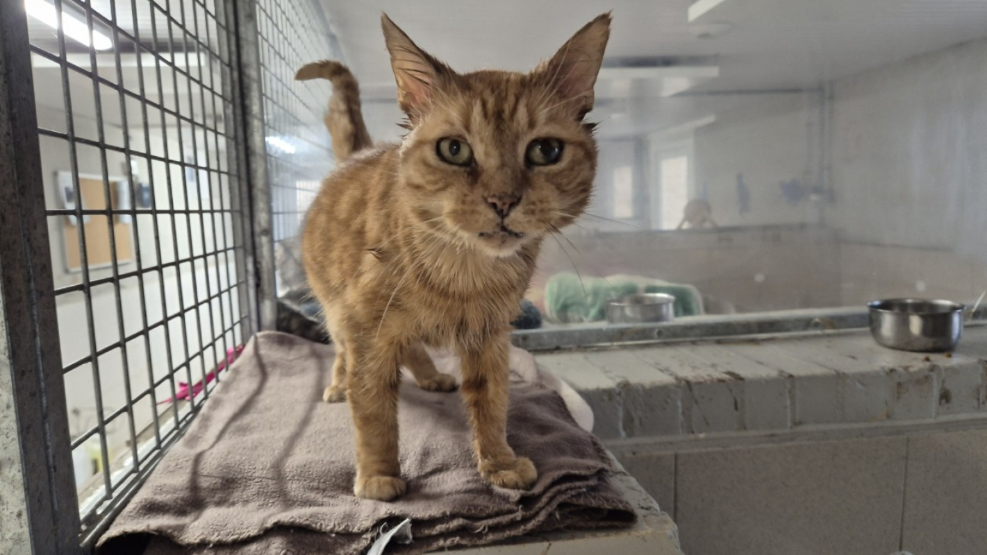 Photo de Ronron d'hiver