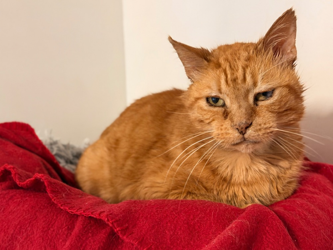 Photo #1 de Ronron d'hiver