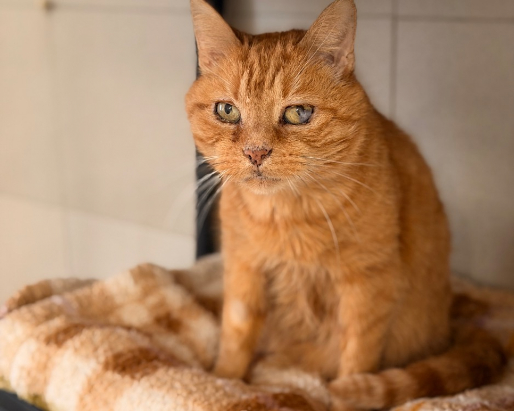 Photo #1 de Ronron d'hiver