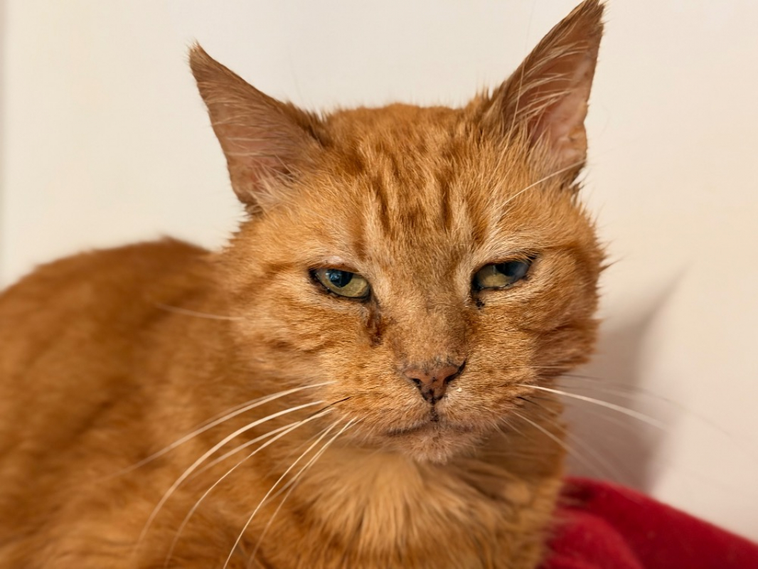 Photo #3 de Ronron d'hiver