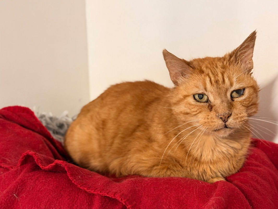 Photo #4 de Ronron d'hiver