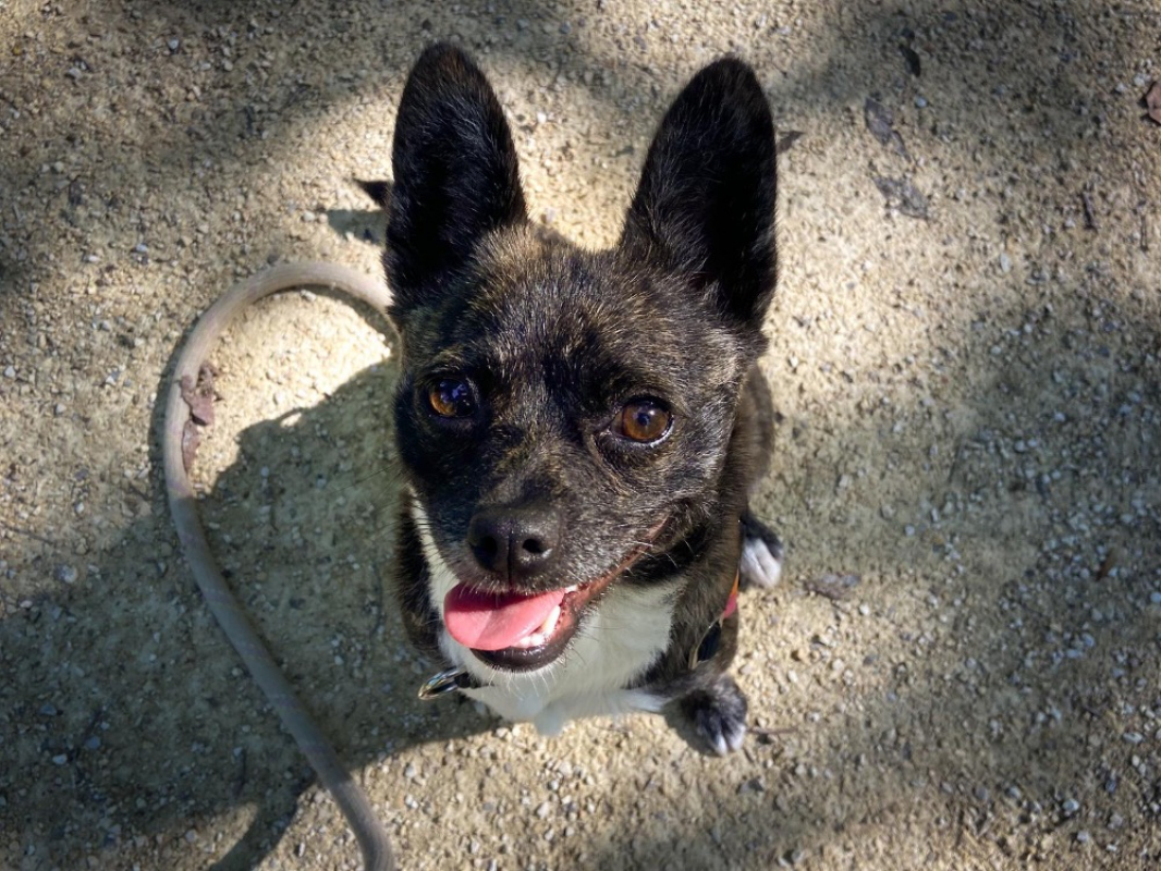 Photo #1 de Frisquette