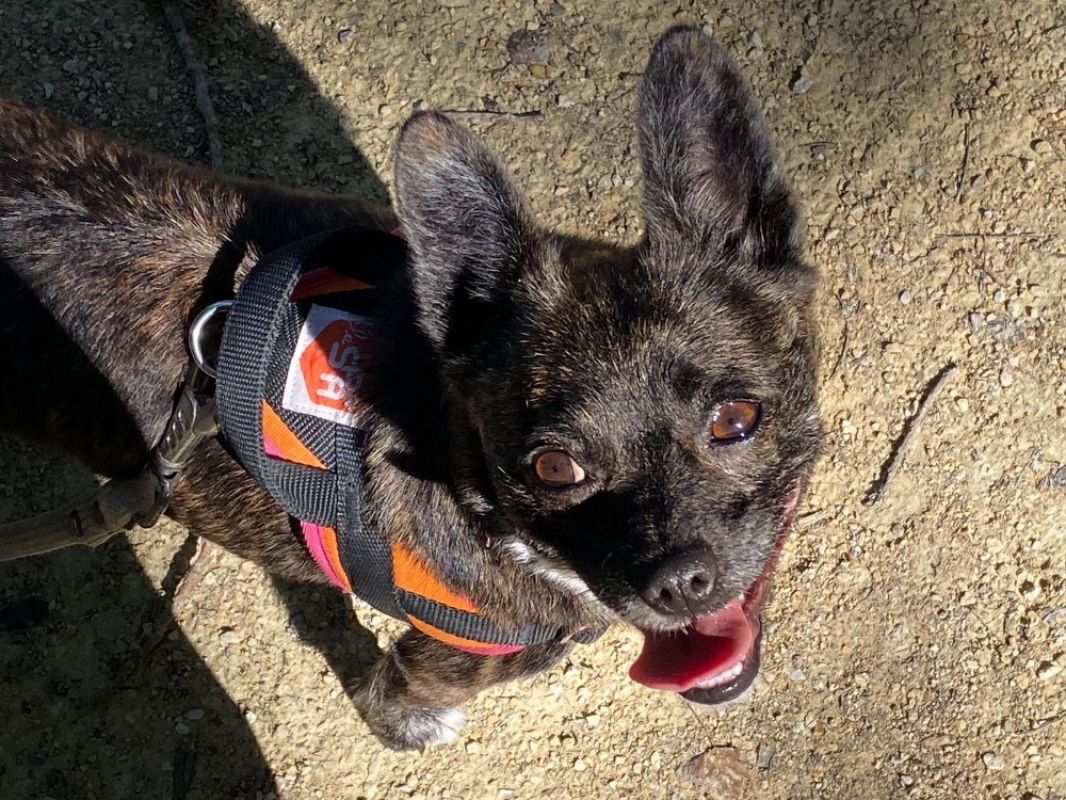 Photo #2 de Frisquette