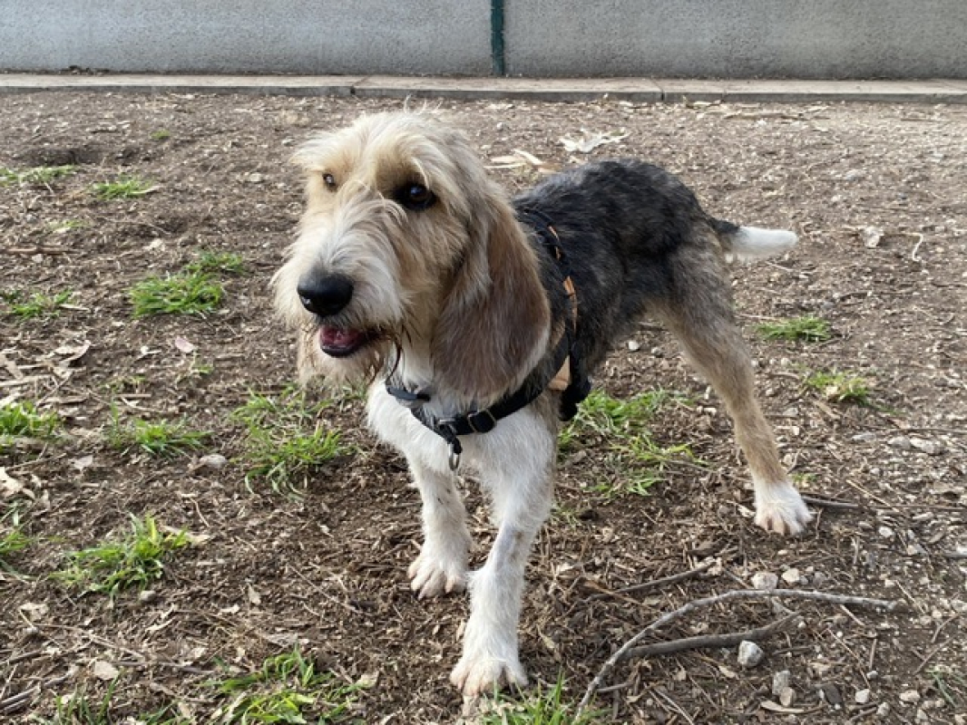 Photo #2 de Broussaille